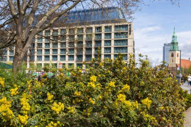 Berlin, Germany - April 5, 2024, Berberis aquifolium, the Oregon grape or holly-leaved barberry, decorates a lawn in the city against the backdrop of a modern building and a church. clipart