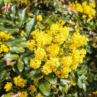 Berberis aquifolium, Berberidaceae familyasından Kuzey Amerika 'da yetişen bir bitki türü.. 