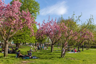 Berlin, Almanya - 02 Nisan 2024, Berlin parkında bahar. İnsanlar yerel bir parktaki Sokura çiçeğinin altında piknik yaptılar. Arkadaş grupları çimenlerin üzerinde rahatlar..