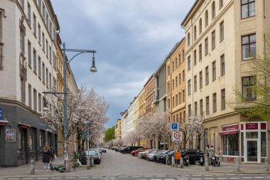 Berlin, Almanya - 16 Nisan 2024: Berlin 'in Sionskirchstrae kentinde çiçek açan kiraz ağaçları.