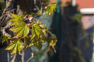 Nisan ortasında akçaağaç filizleniyor. 