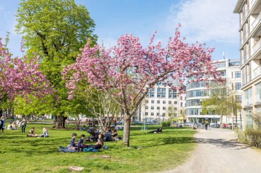 Berlin, Almanya - 02 Nisan 2024, Berlin parkında bahar. İnsanlar yerel bir parktaki Sokura çiçeğinin altında piknik yaptılar. Arkadaş grupları çimenlerin üzerinde rahatlar..