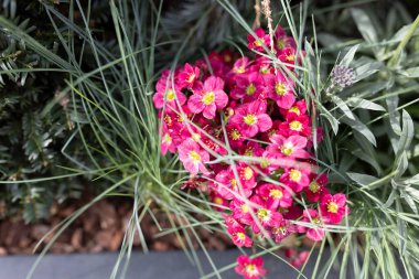 Saxifraga rosacea, Saxifragaceae familyasından bir bitki türü. Pankart