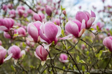Londra 'da bahar. Magnolia Leonard Messel, ağaçta açan beyaz çiçek ve tomurcuk.