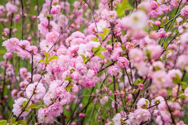 stock image Prunus triloba, sometimes called flowering plum or flowering almond, a name shared with Prunus jacquemontii, is a shrubby cherry, sometimes becoming a small tree. 