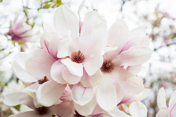 stock image Spring in London. Magnolia Leonard Messel, white flower and bud opening on a tree