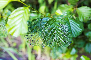 Agelastica alni Beetle Hazel Plant 'da.