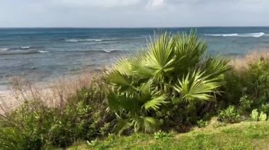 Bir palmiye ağacının içinden Hayfa 'nın sahil şeridi manzarası.