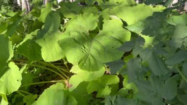 Yaz boyunca huş ağacında Japon tereyağı..