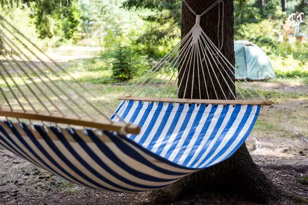 stock image An empty blue-and-white striped hammock hangs between two pine trees in a forest.