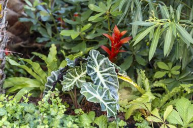 Alocasia sanderiana ve Guzman lingulata sarmaşık ve zakkum çalılarının arasında yeşil bir bahçede küçük bir tropikal parkta.