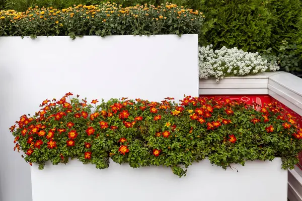 stock image Bidens triplinervia yellow and orange flowers in long white boxes decorate the park entrance. Landscape design