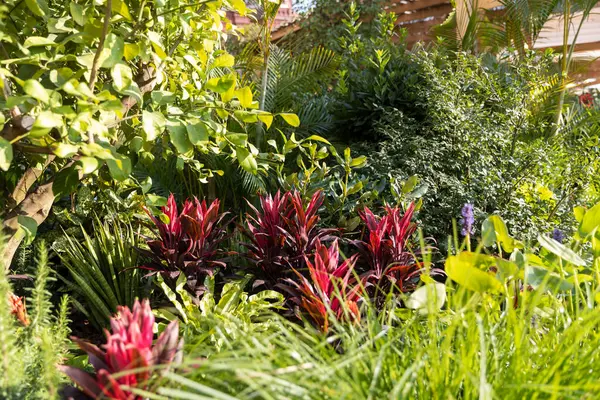 stock image Red Cordyline rubra among green leaves of Benjamin fig, palms in a park with tropical plants.