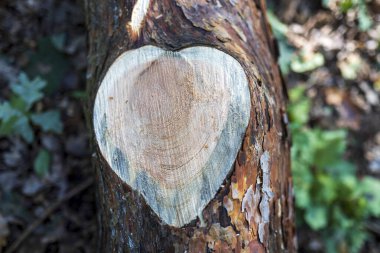 Ağaçta taze kalp şeklinde kesik, ormanda kesik bir dal..