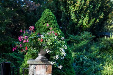 Sarmaşık yapraklı beyaz ve kırmızı sardunya parkın girişindeki taş bir vazoda, budanmış bir thuja ve porsuğun arka planına karşı..