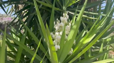 Mavi gökyüzüne karşı beyaz çiçeklerle açan Yucca ağacı..