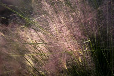 Muhly otu, sezon sonu renklerinin en iyi kaynağıdır. Yerli bir süs çimeni olarak. Muhlenbergia kılcal damarı.