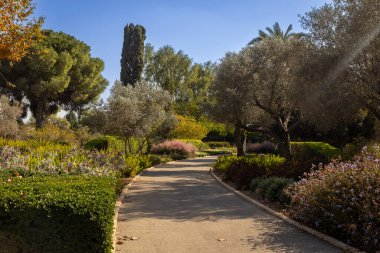 İyi korunmuş bir İsrail parkında, kokulu bitkilerin, palmiye ağaçlarının, selvi ve çalıların arasında bir patika.