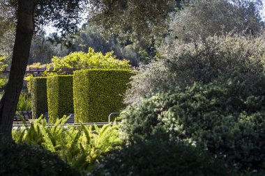 Ramat HaNadiv, İsrail - 22 Ekim 2024, The Pargrance Garden, Rothschild Park 'taki Memorial Gardens. Kırmızı balıklı yuvarlak bir havuz..