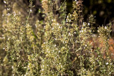 Micromeria fruticosa, genellikle beyaz mikromerya ya da beyaz yapraklı tuz olarak adlandırılan, Doğu Akdeniz bölgesinde yetişen küçük bir çalı türü..