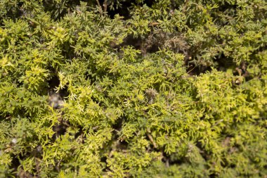 Eriocephalus africanus, Güney Afrika 'ya özgü bir çalılıktır..