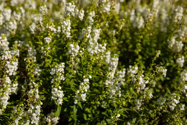 Angelonia angustifolia, Plantaginaceae familyasından bir bitki türüdür..
