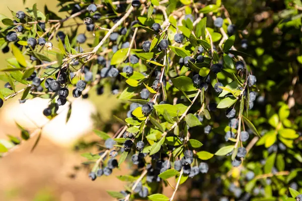  Myrtus komünistleriyle parkta güneşli bir gün.