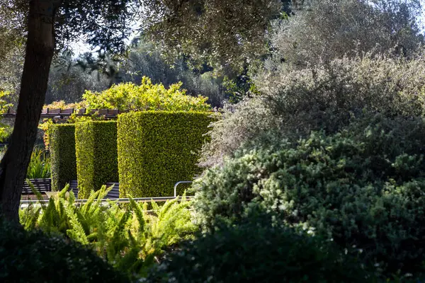 Ramat HaNadiv, İsrail - 22 Ekim 2024, The Pargrance Garden, Rothschild Park 'taki Memorial Gardens. Kırmızı balıklı yuvarlak bir havuz..