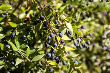 Myrtus comis, Myrtaceae familyasından Myrtaceae familyasından bir bitki türü..