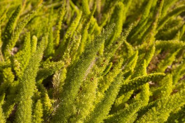 Parktaki kuşkonmaz yoğunluğu, peyzaj tasarımının ana parçası.