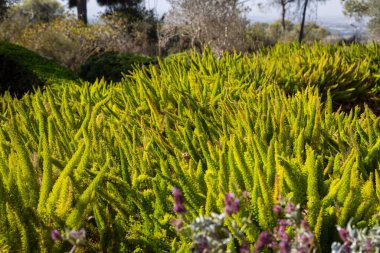 Parktaki kuşkonmaz yoğunluğu sonbahar döneminde peyzaj tasarımının ana parçası olarak görülür.