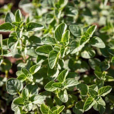 Origanum vulgare, bilinen adıyla keklikotu, bir serada salatalar ve et yemekleri için bir bitki olarak yetiştirilir..