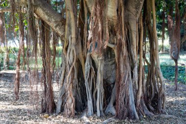 Ficus benghalensis 'in hava kökleri İsrail Parkı' nda