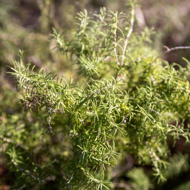 Rosmarinus officinalis (Cezayir biberiyesi) İspanya, Fas, Cezayir ve Libya 'dan gelen bir Salvia türüdür..