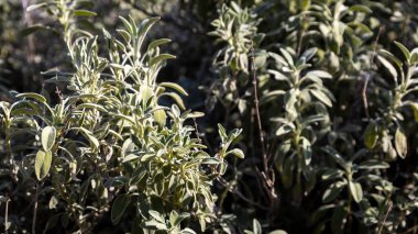 Salvia officinalis, the common sage or sage, is a perennial, evergreen subshrub, with woody stems, grayish leaves, and blue to purplish flowers.  Israel nature clipart