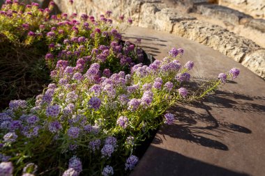 Lobularia Maritima 'nın mor çiçekleri, yaygın adı tatlı alyssum, taşlarla çevrili yuvarlak bir çiçek tarlasında yetişir..