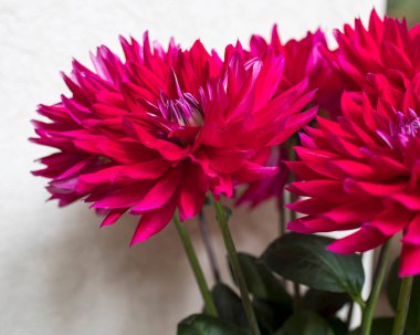 Bulanık bir arkaplan üzerine kurulmuş Burgundy Dahlia çiçeğinin yakın bir görüntüsü.