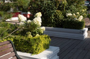 Bahçe peyzajı. Kırım çamının yanında yeşil ortanca, kaldırım ve bankların yanındaki bulvarda budanmış boxwood..