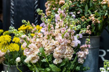 Çiçekçide satılık küçük sarı ve pembe çiçeklerden oluşan bir bukette Matthiola incana.