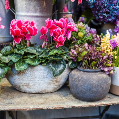 Çiçekler bahçeyi doldurur: Amaranthus, burgundy zambakları, hellebores, hydrangeas, cyclamens, anemones, güller, karanfiller ve bir vazoda sümbüller.