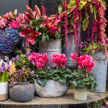 Bahçeyi çiçekler dekore eder: Amaranthus, burgundy zambakları, hellebores, ortanca, siklamens, anemonlar, kırmızı, burgundy ve mavi tonlarda bir vazoda sümbüller. Kare kare