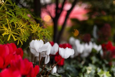Bulanık ve bokeh 'li bir akşam şehrinin arka planında beyaz ve kırmızı siklamenlere karşı.