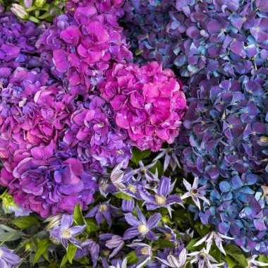 Clematis integrifolia ve mor renkli duvar kâğıdı veya çiçek desenli leylak ortanca çiçekleri..