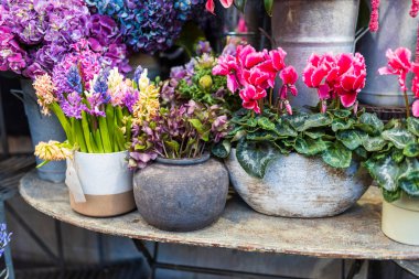 Seramik kaplarda siklamanlar, helleboreler ve ortancalar, hepsi mor ve ahududu tonlarında, bir çiçekçinin girişindeki bir masanın üzerinde..