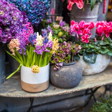 Cyclamens, hellebores, ortanca, ve seramik kaplarda sümbüller, hepsi mor ve ahududu tonlarında, bir çiçekçinin girişindeki bir masada sergileniyor..