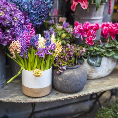 Cyclamens, hellebores, hydrangeas, and hyacinths in ceramic pots, all in shades of purple and raspberry, displayed on a table at the entrance of a flower shop. clipart