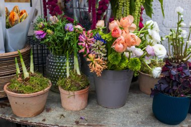 Narcissus lahanası, vazoda portakal şeftalili ranunculus, oksalis, papağan lalesi, teneke kovalarda satılık sümbüller, iç dekorasyon ve buketler..