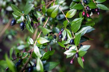 Myrtle dalı olgun meyvelerle dolu..