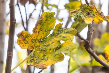 Eriyofil akarından etkilenen incir yaprağı.