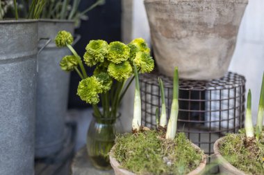 Cam vazodaki yeşil ranunculus nergis çiçeğinin yanındaki saksıların arka planına çarpar..